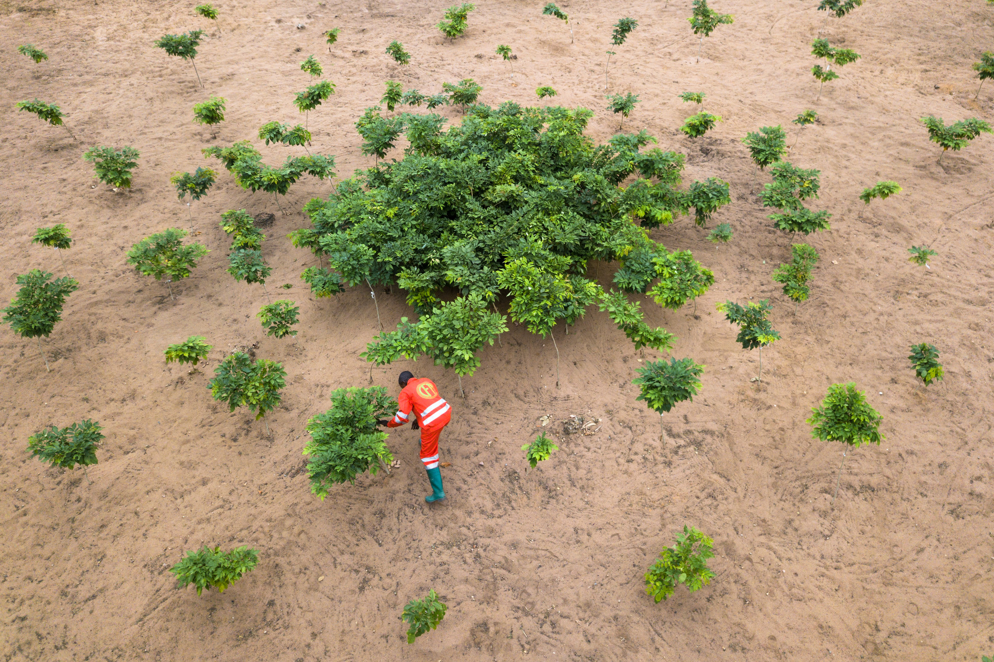 Tree planting