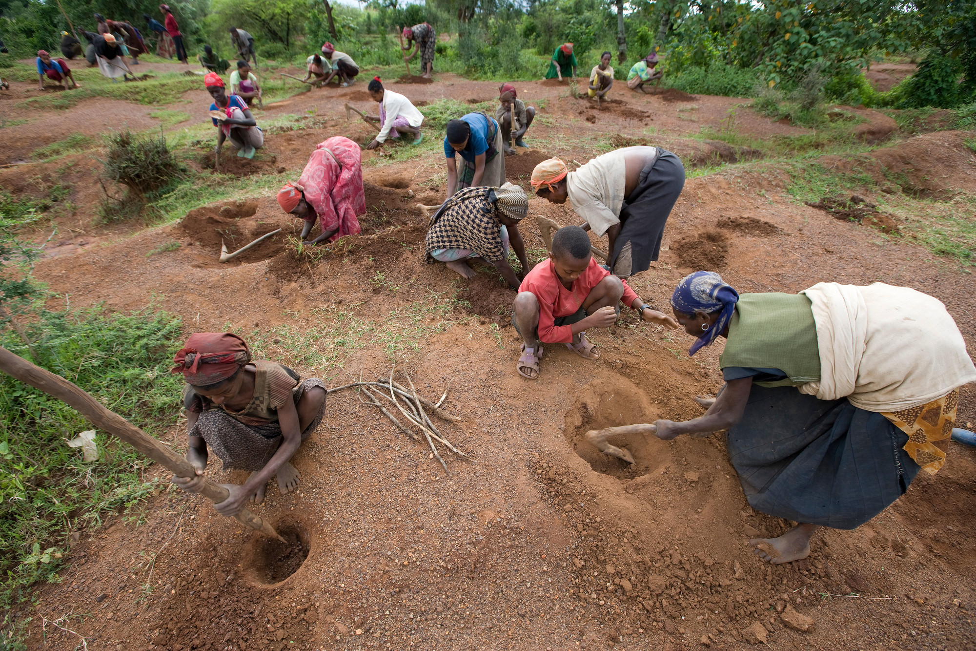 Tree planting