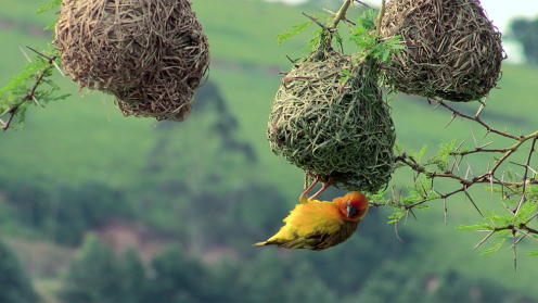 9th Trondheim Conference on Biodiversity