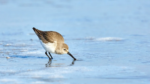 Bird on the coast