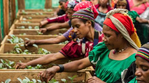 women harvesting