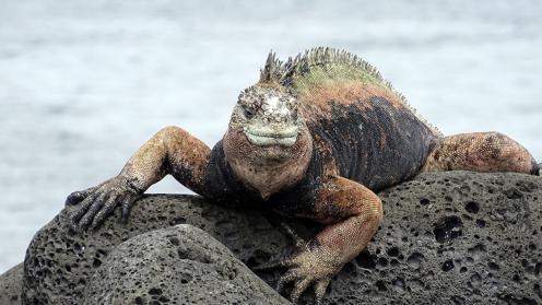 A Galápagos marine iguana 