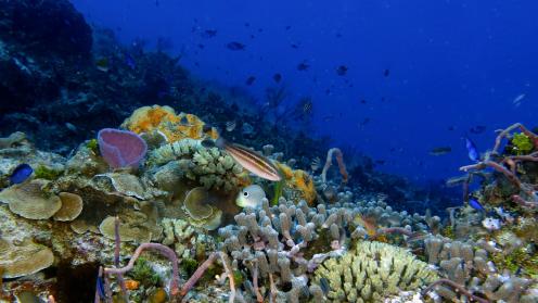 Marine and coastal biodiversity