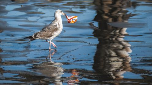 Bird picking garbage