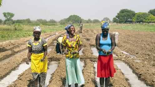 Women transplanting tomatoes at a farm