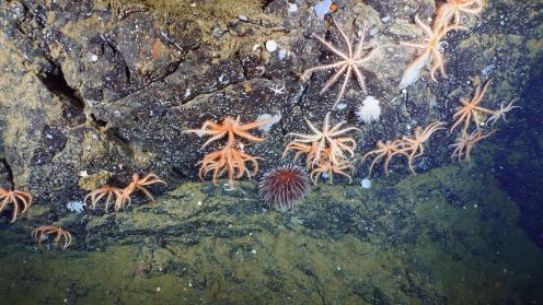 Brisingid sea stars, anemones, and sponge