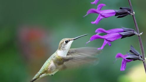 Hummingbird