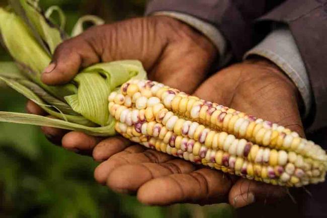 Locally adapted crop varieties are key for strengthening farmers' resilience to climate change. Photo Credit: Kiara Worth