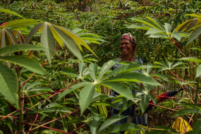 Kikori, Gulf Province, 2013. Rice is not commonly grown in Papua New Guinea, but a women&rsquo;s group in the Kikori Delta has successfully started rice production to improve rural livelihoods. Photo Credit: Kiara Worth