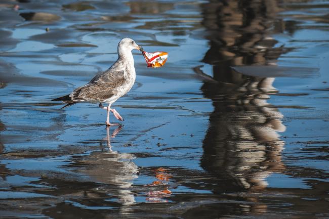 Bird picking garbage