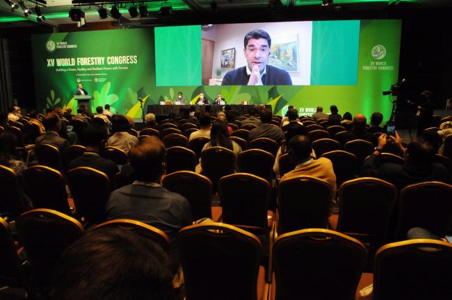 Marc Palahi, Director, European Forest Institute