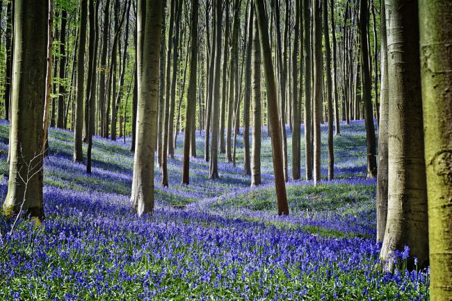 Bluebells in a forest