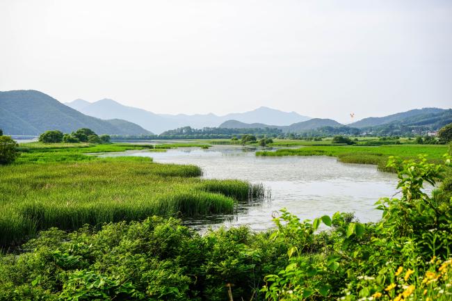 Wetland 