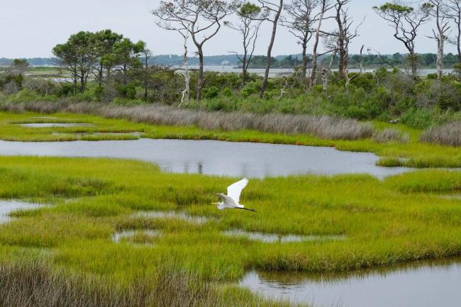 Egret on Assateague Island