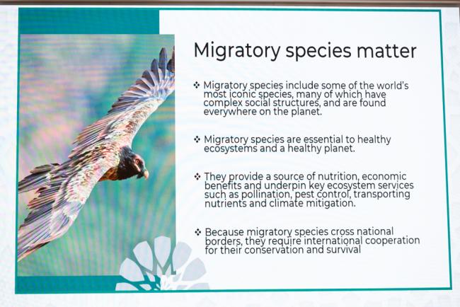 During the launch of the State of the World's Migratory Species report, emphasis is placed on why migratory species are so important