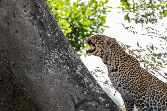 Biodiversity in Kenya