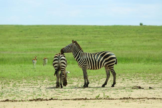 Zebras