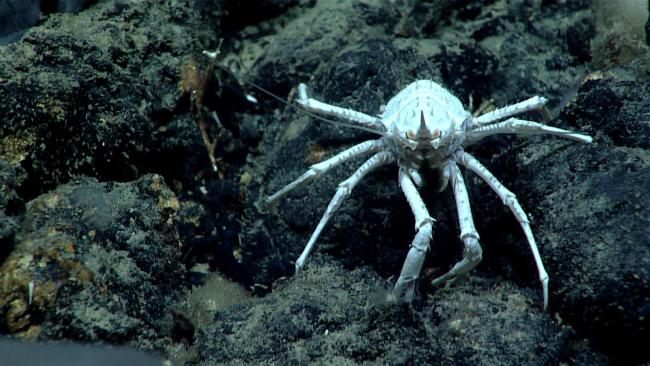 Squat Lobster