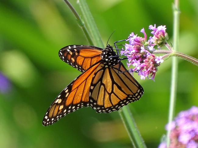 Butterfly picture